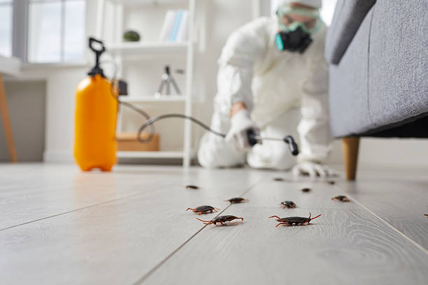 Commercial Kitchen Cockroach Control in Elmwood